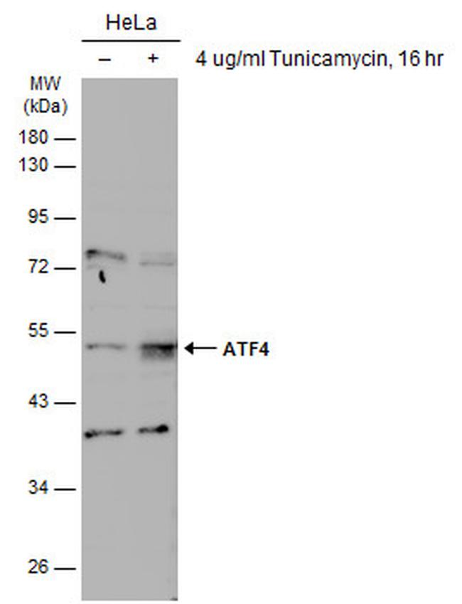 ATF4 Antibody in Western Blot (WB)
