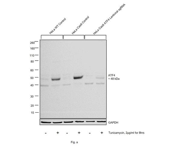 ATF4 Antibody in Western Blot (WB)