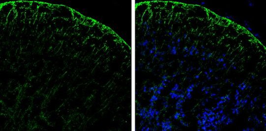 PHGDH Antibody in Immunohistochemistry (Frozen) (IHC (F))