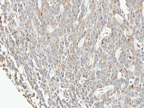 eIF3f Antibody in Immunohistochemistry (Paraffin) (IHC (P))