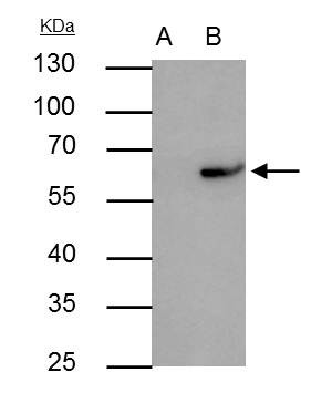 RAP1 Antibody in Immunoprecipitation (IP)