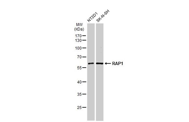 RAP1 Antibody in Western Blot (WB)