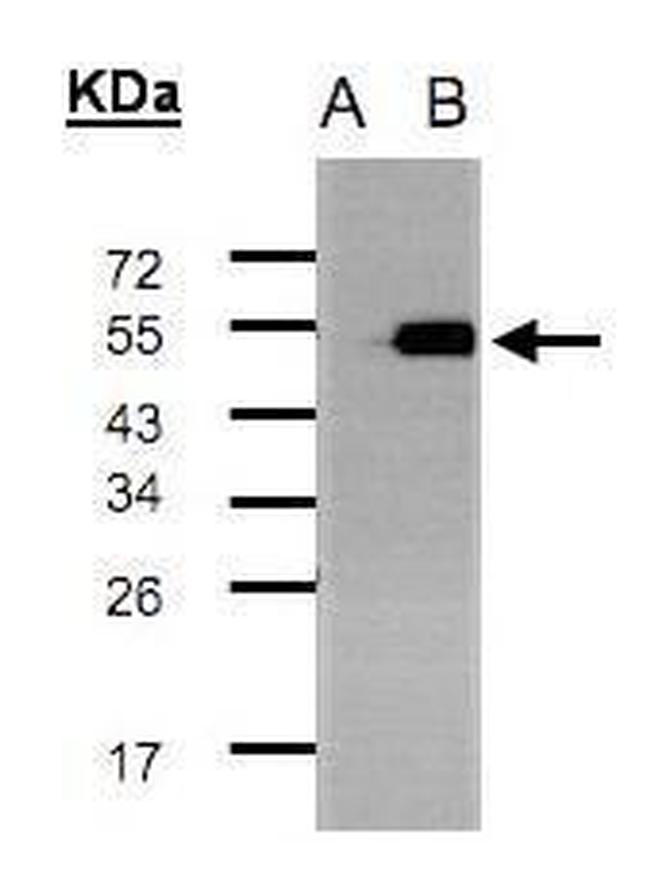 TADA3L Antibody in Western Blot (WB)