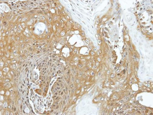 eIF3k Antibody in Immunohistochemistry (Paraffin) (IHC (P))