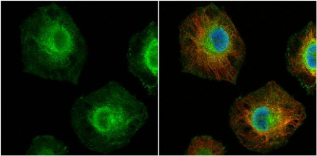 MCL-1 Antibody in Immunocytochemistry (ICC/IF)