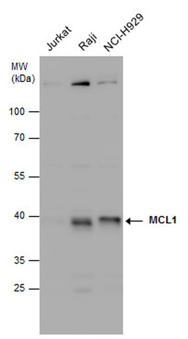 MCL-1 Antibody in Western Blot (WB)