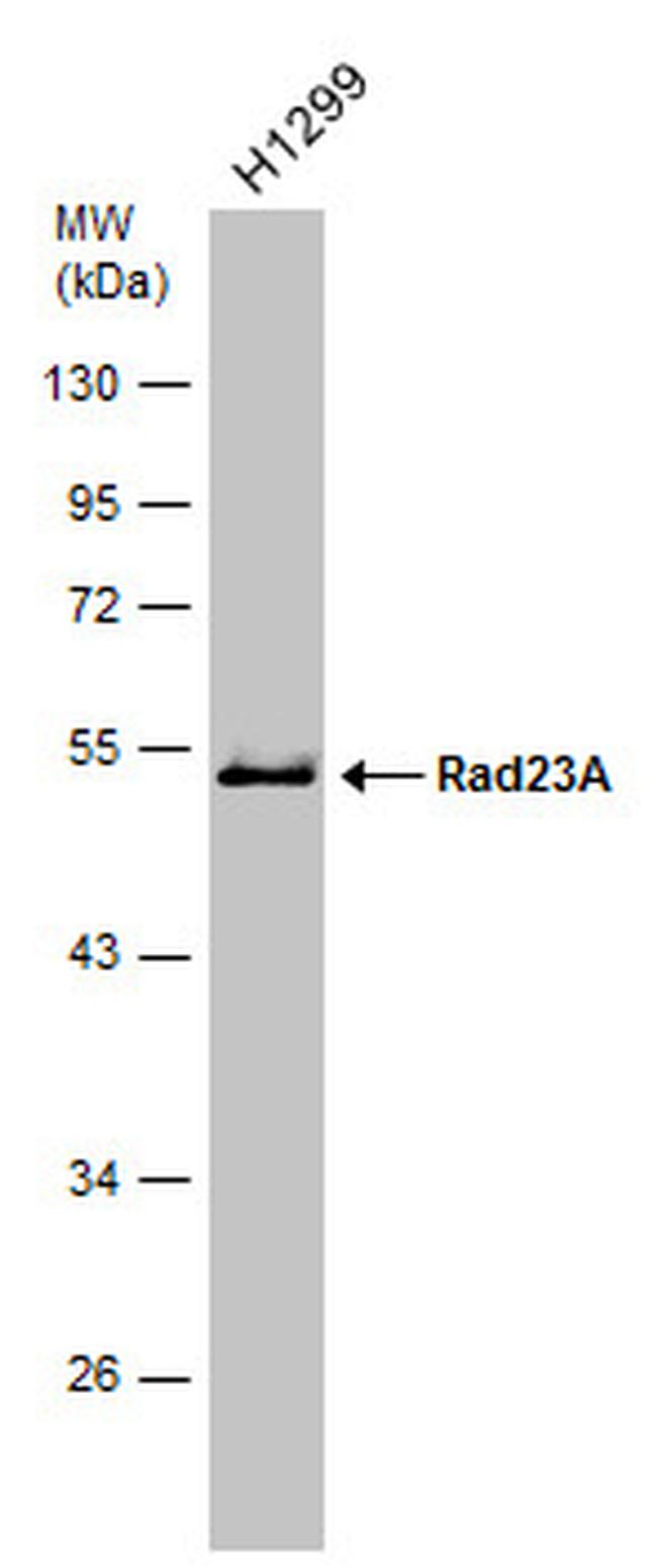 RAD23A Antibody in Western Blot (WB)