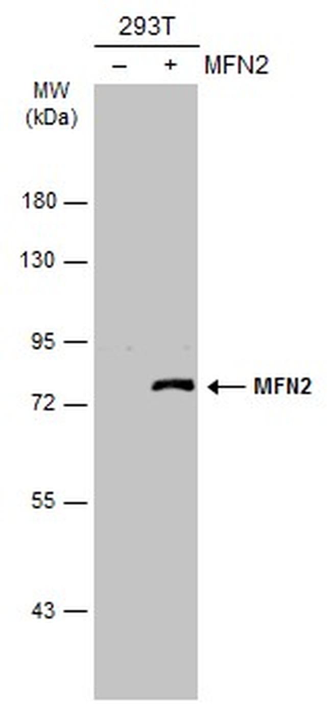 MFN2 Antibody in Western Blot (WB)