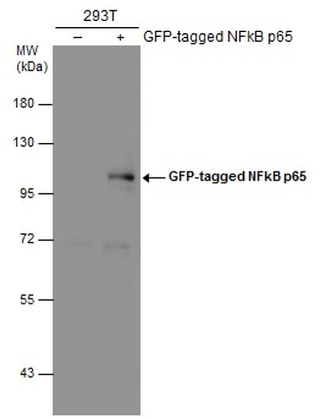 NFkB p65 Antibody in Western Blot (WB)