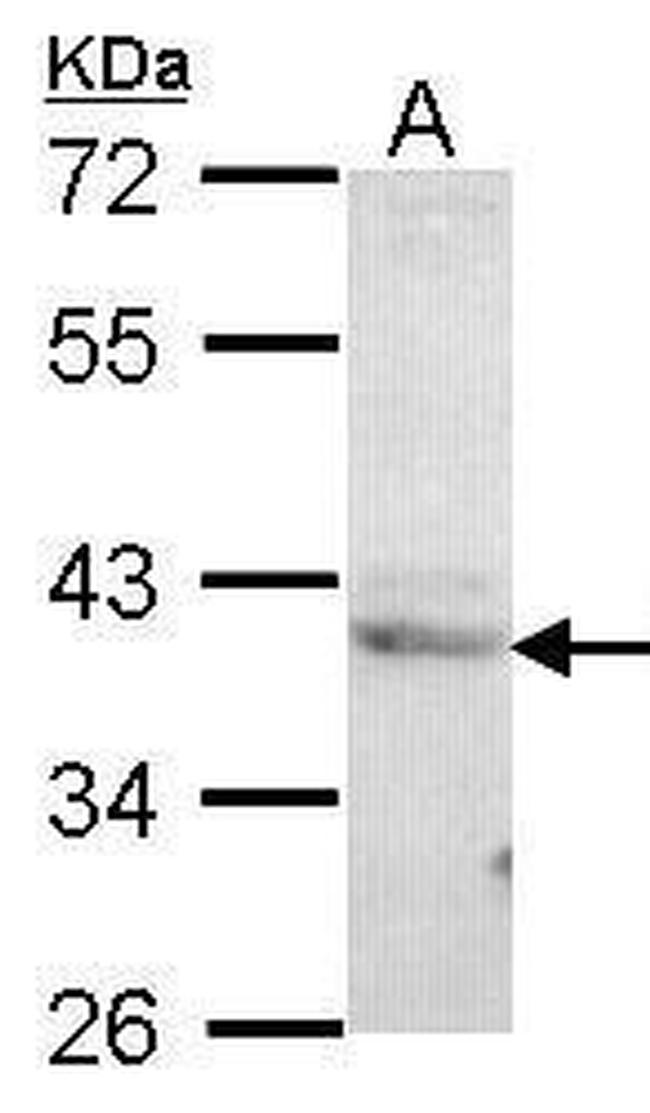 LZIP Antibody in Western Blot (WB)