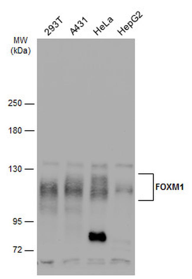 FOXM1 Antibody in Western Blot (WB)