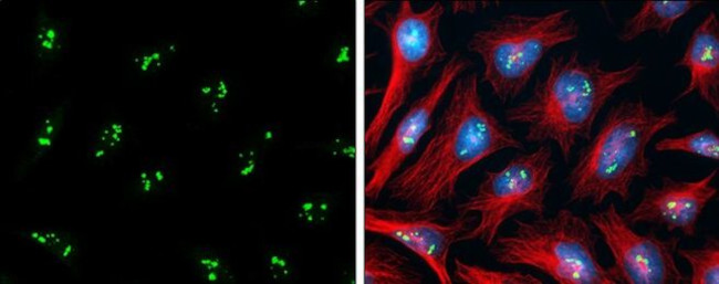 PAF49 Antibody in Immunocytochemistry (ICC/IF)