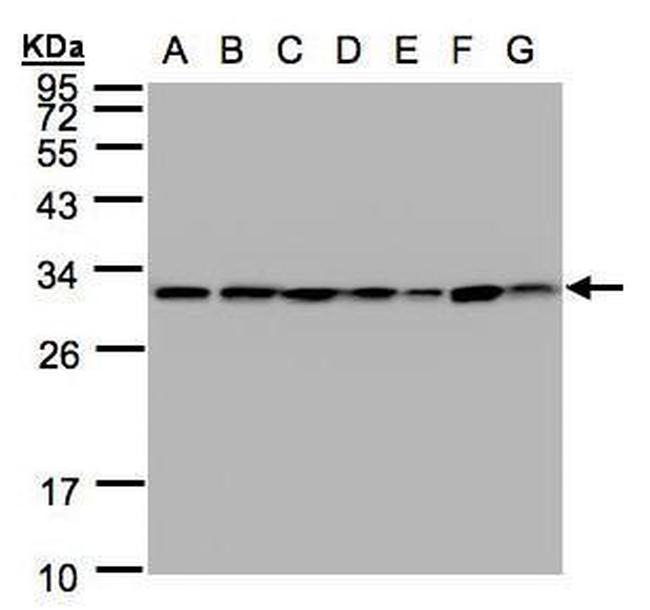 14-3-3 theta Antibody in Western Blot (WB)