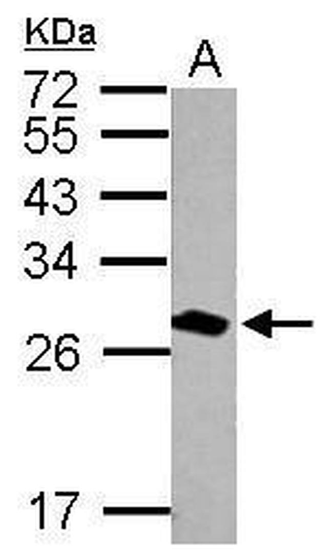 14-3-3 theta Antibody in Western Blot (WB)