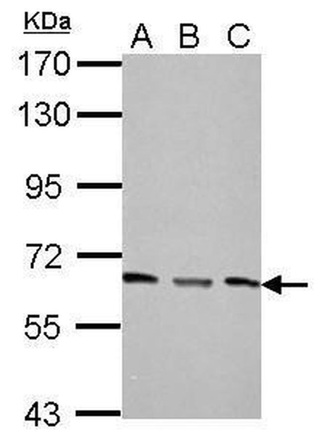 PPP2R1A Antibody in Western Blot (WB)