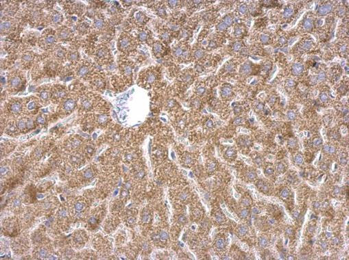 WDR1 Antibody in Immunohistochemistry (Paraffin) (IHC (P))