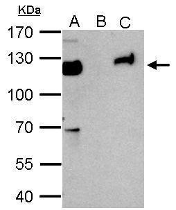 TRIM28 Antibody in Immunoprecipitation (IP)