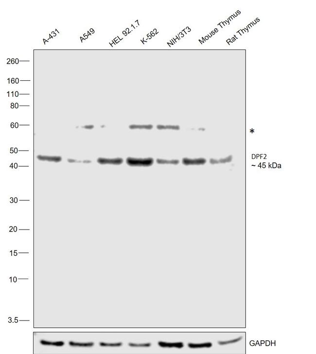 DPF2 Antibody in Western Blot (WB)