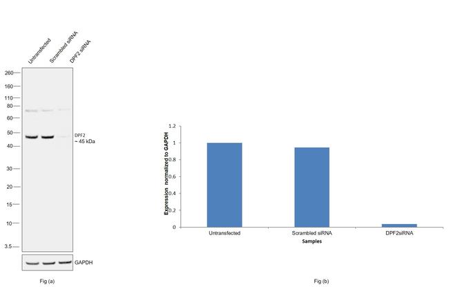 DPF2 Antibody in Western Blot (WB)