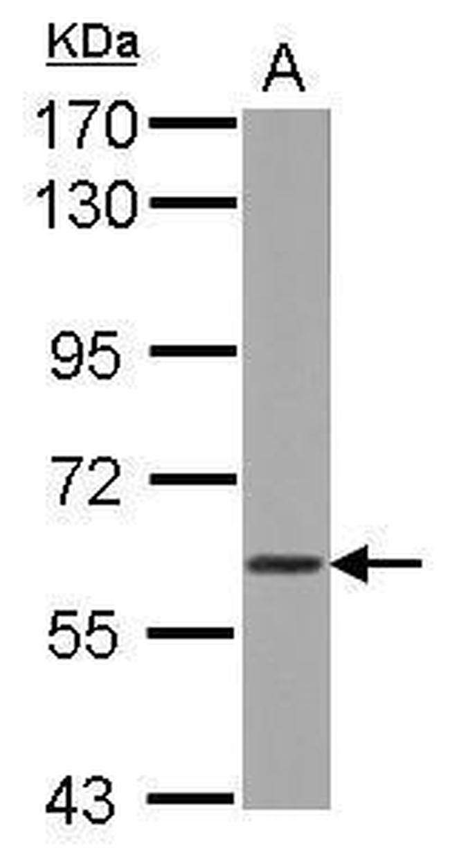 WDR1 Antibody in Western Blot (WB)