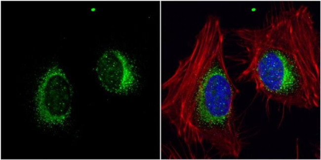 HYOU1 Antibody in Immunocytochemistry (ICC/IF)