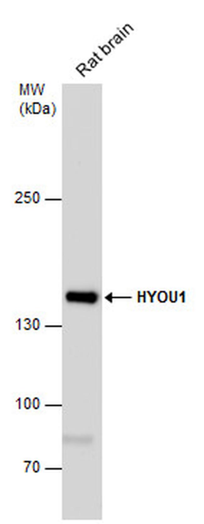 HYOU1 Antibody in Western Blot (WB)