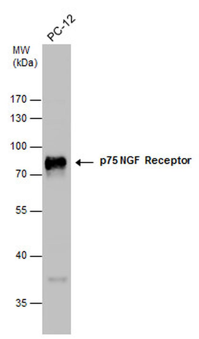 NGFR Antibody in Western Blot (WB)