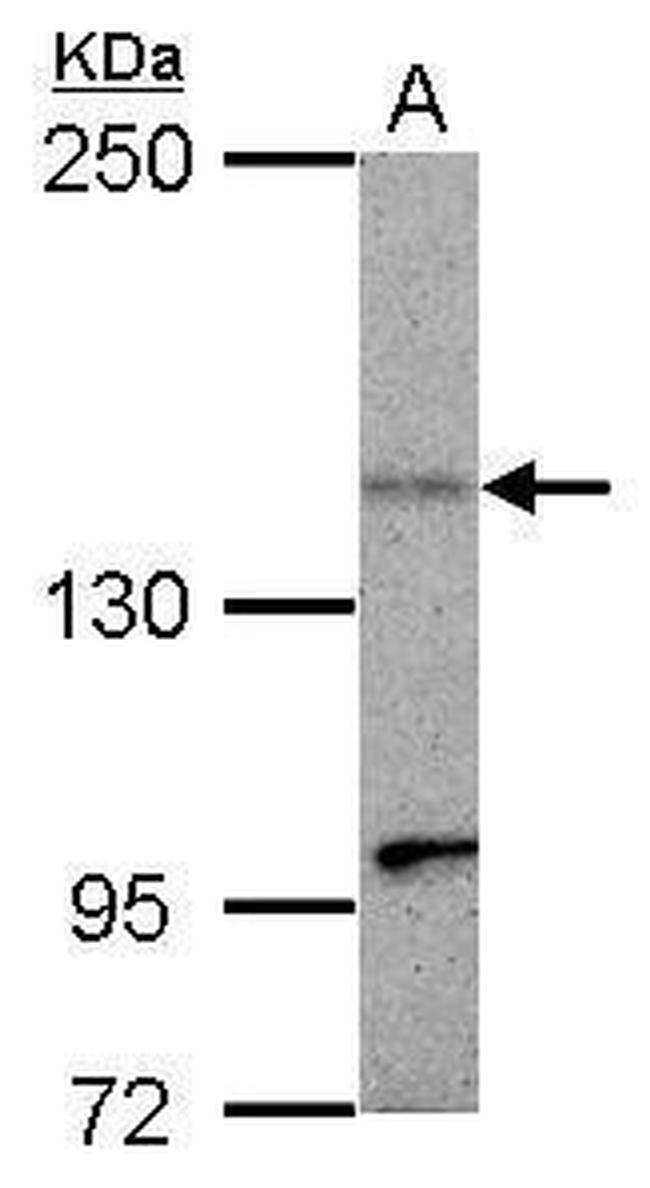 KIF1C Antibody in Western Blot (WB)