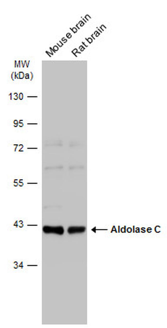 Aldolase C Antibody in Western Blot (WB)