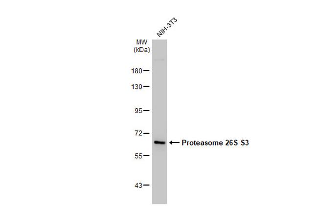 PSMD3 Antibody in Western Blot (WB)