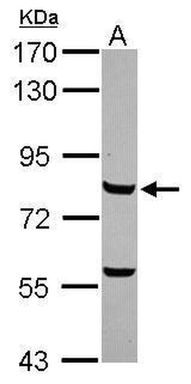 Myb Antibody in Western Blot (WB)