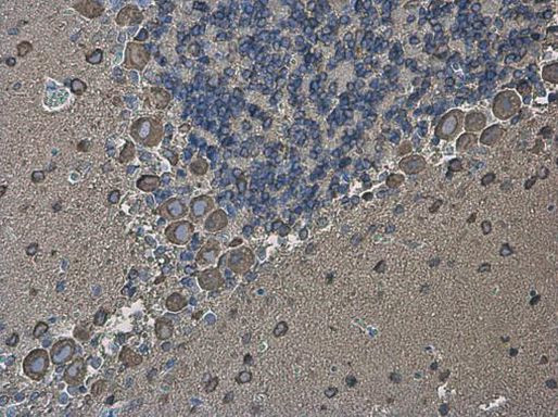 EEF1A2 Antibody in Immunohistochemistry (Paraffin) (IHC (P))