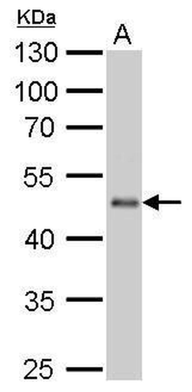 EEF1A2 Antibody in Western Blot (WB)