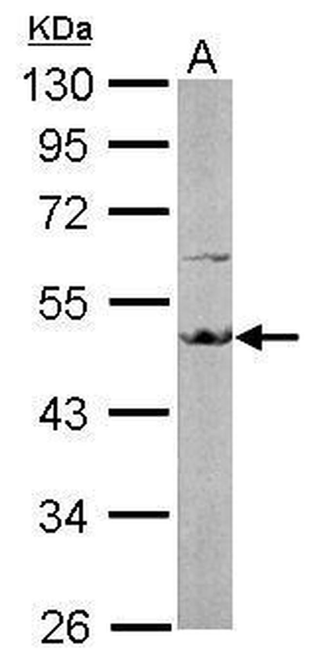 EEF1A2 Antibody in Western Blot (WB)