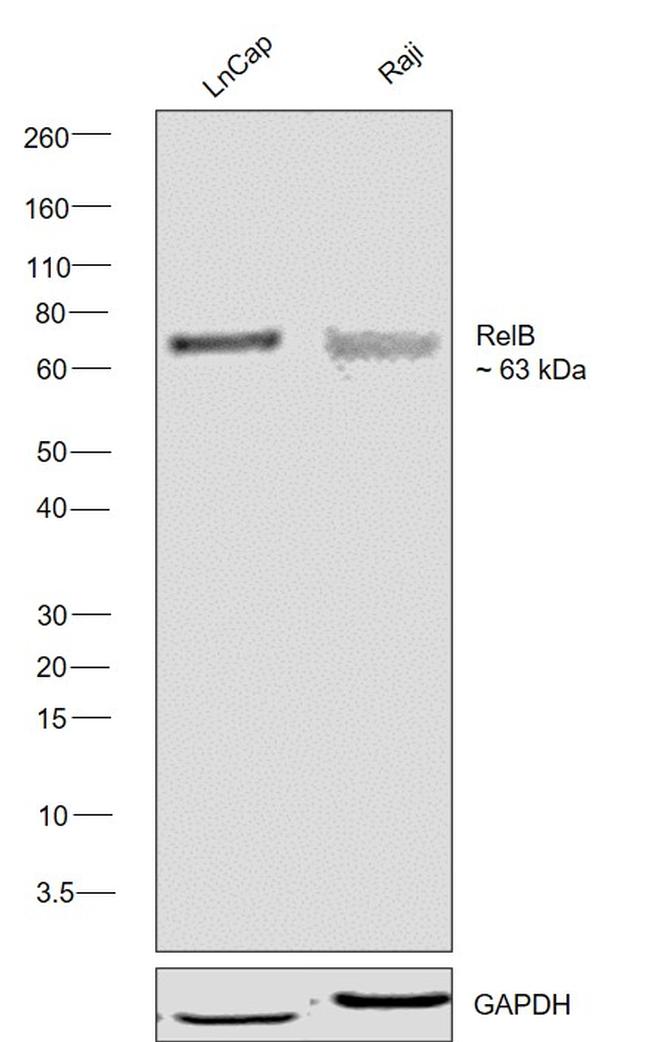 RelB Antibody in Western Blot (WB)