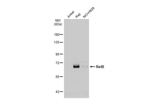 RelB Antibody in Western Blot (WB)