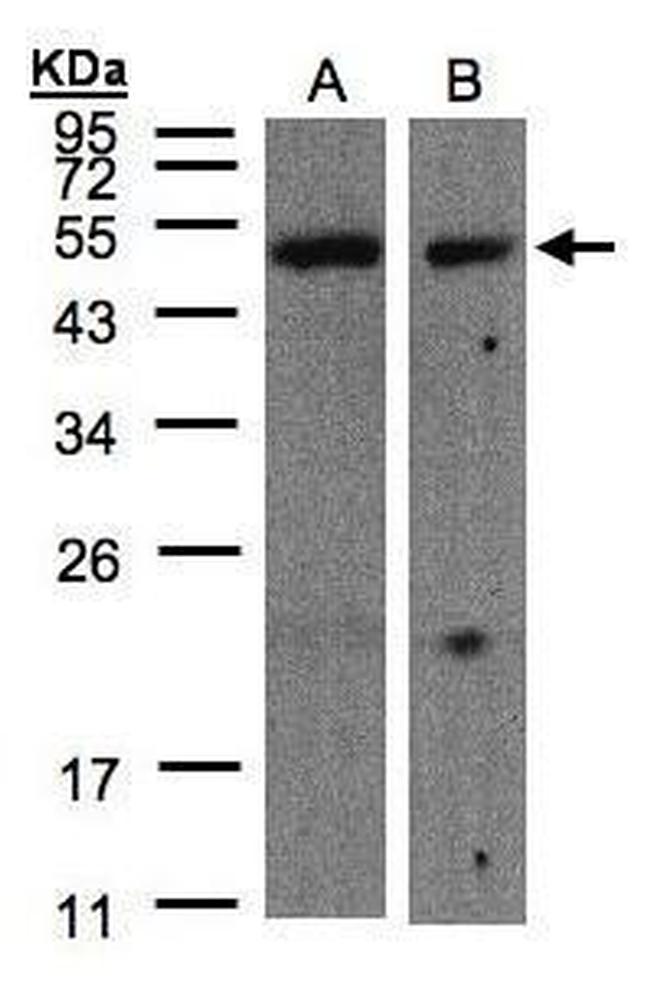 CARD8 Antibody in Western Blot (WB)