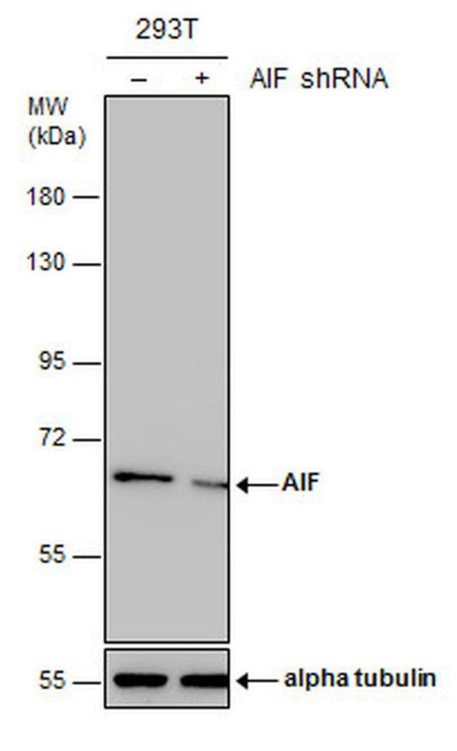 AIF Antibody