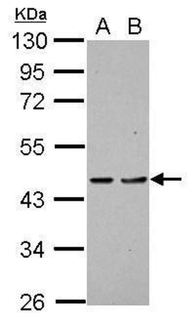 PDCD2 Antibody in Western Blot (WB)