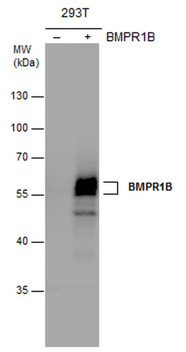 CDw293 Antibody in Western Blot (WB)