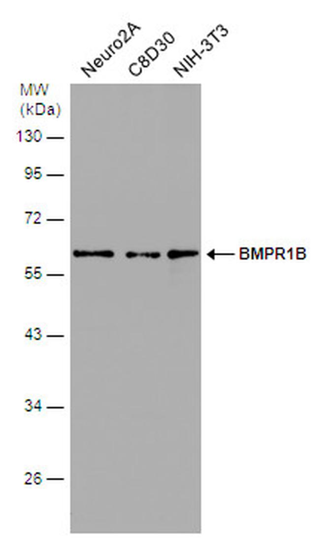 CDw293 Antibody in Western Blot (WB)