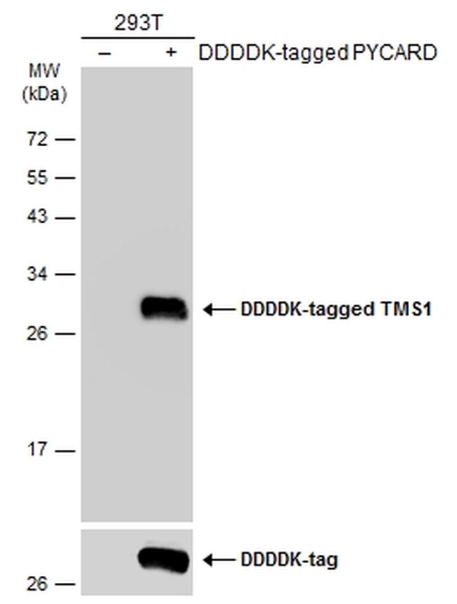 PYCARD Antibody in Western Blot (WB)