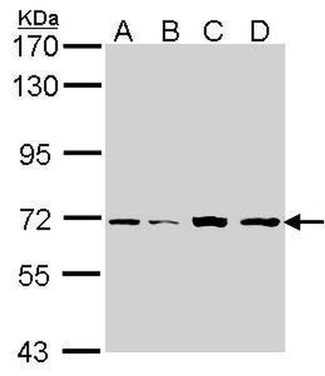 IRAK2 Antibody in Western Blot (WB)