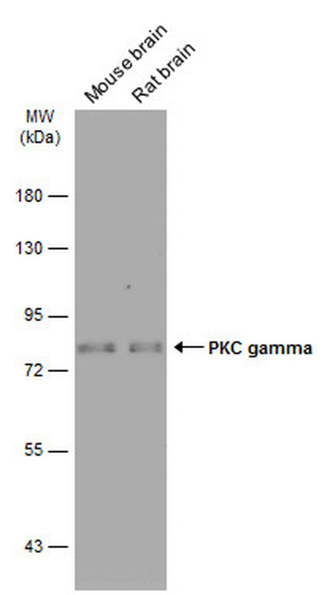 PKC gamma Antibody in Western Blot (WB)