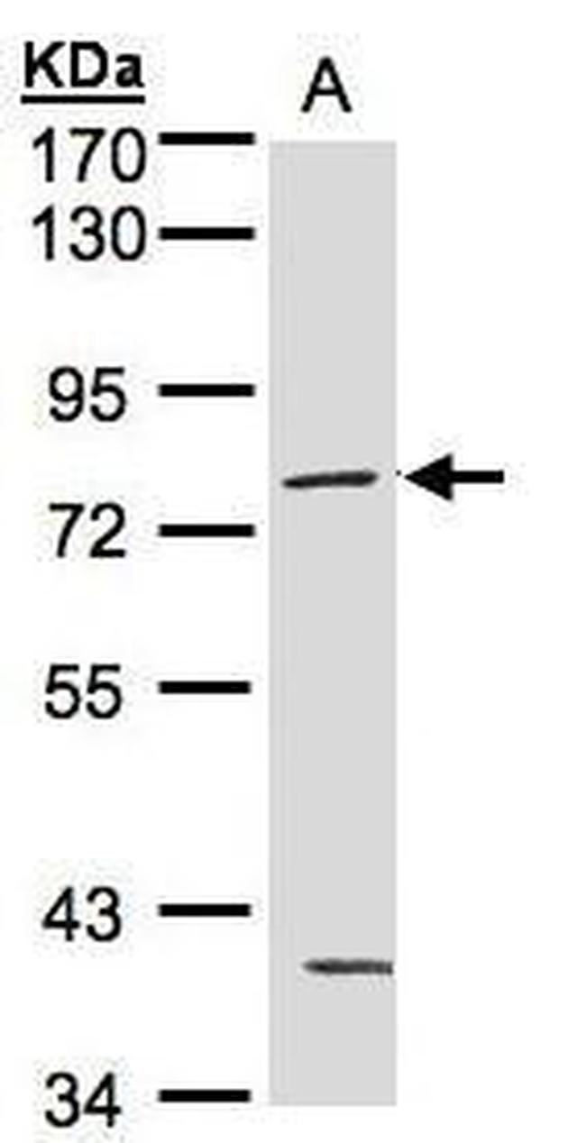 PKC gamma Antibody in Western Blot (WB)