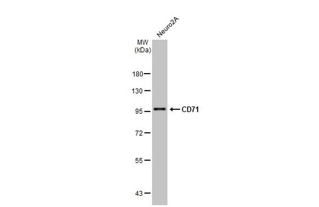 Transferrin Receptor Antibody in Western Blot (WB)