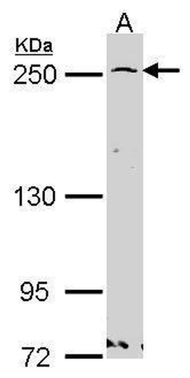 GBF1 Antibody in Western Blot (WB)