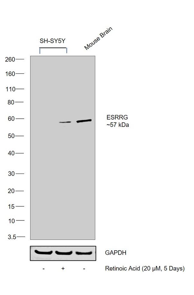 ESRRG Antibody in Western Blot (WB)