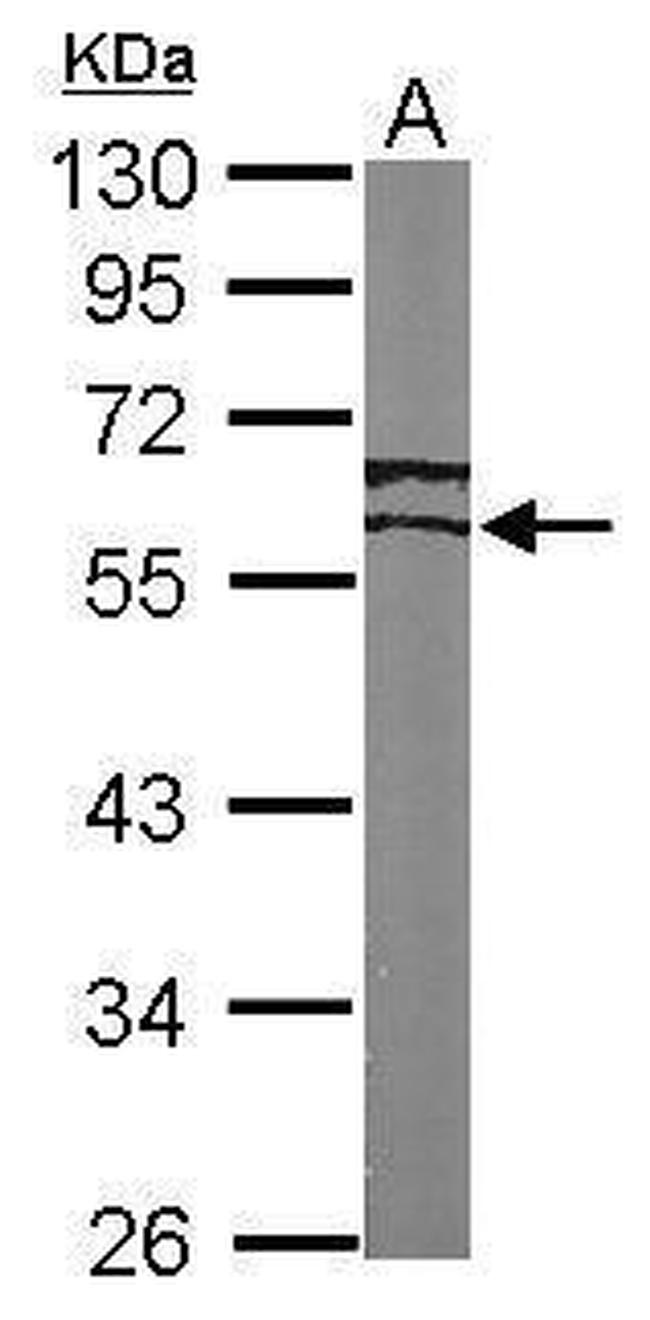 ESRRG Antibody in Western Blot (WB)