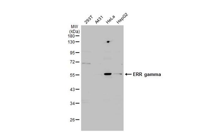 ESRRG Antibody in Western Blot (WB)